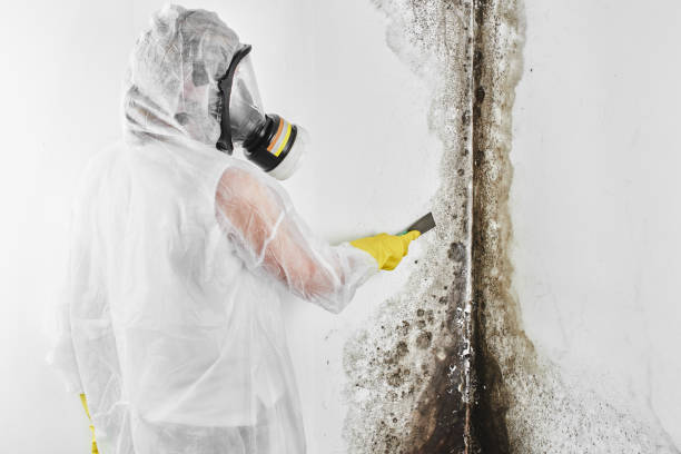 Best Mold Removal Process  in Elma Center, NY