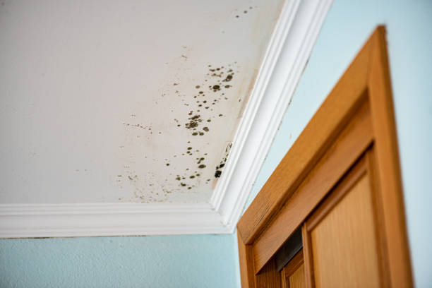 Elma Center, NY Mold Removal Company