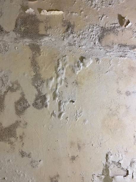 Best Mold Removal and Inspection  in Elma Center, NY