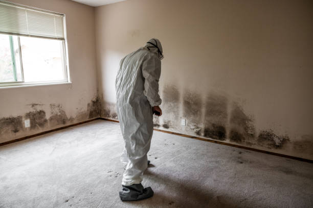 Best Certified Mold Removal  in Elma Center, NY