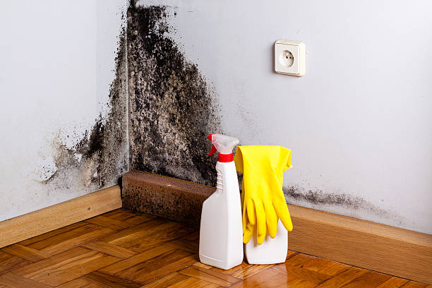 Mold Removal Process in Elma Center, NY