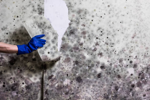 Mold Removal and Inspection in Elma Center, NY