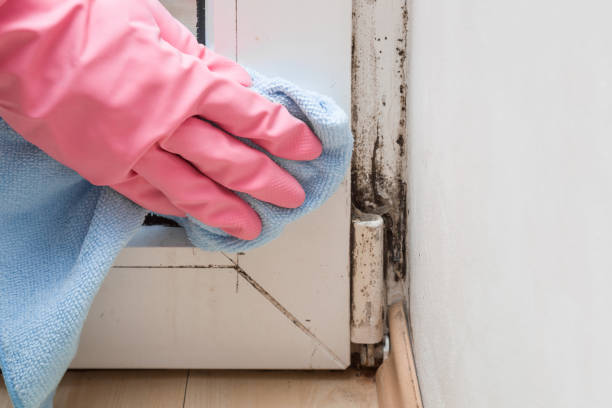 Best Attic Mold Removal  in Elma Center, NY