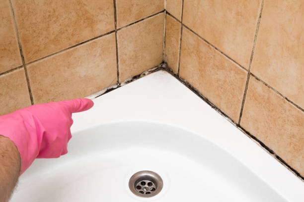 Mold Testing and Removal in Elma Center, NY