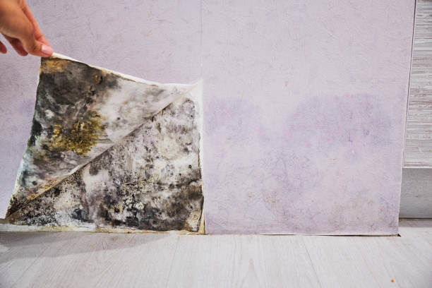 Best Mold Testing and Removal  in Elma Center, NY